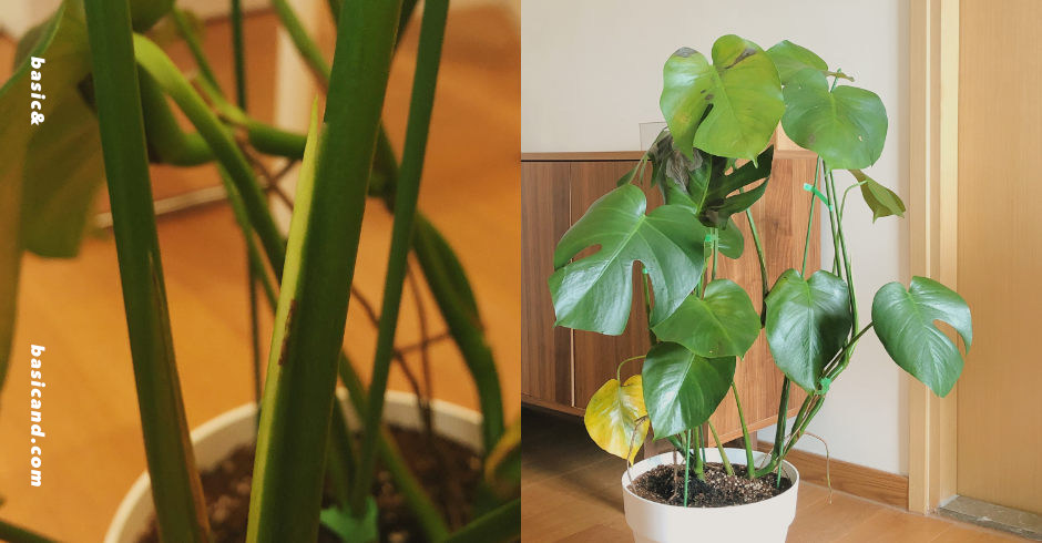 龜背芋害蟲